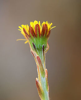 Coltsfoot - Tussilago farfara Habitat: Wetland Coltsfoot,Geotagged,Tussilago farfara,United States,Winter