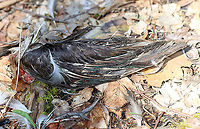 Wood Duck Guts - Aix sponsa Sorry for the graphic photo, but this is nature. I found these duck guts (mostly intestines and feathers) spread around the base of the tree. It was most likely killed by a fox.<br />
<br />
Habitat: River's edge; mixed forest<br />
<br />
https://www.jungledragon.com/image/95345/wood_duck_guts_-_aix_sponsa.html Aix sponsa,Geotagged,United States,Winter,Wood duck