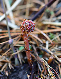 Northern Maindenhair Fern (Fiddlehead) - Adiantum pedatum Habitat: Mixed wetland Adiantum pedatum,Geotagged,Northern maidenhair fern,United States,Winter,fern