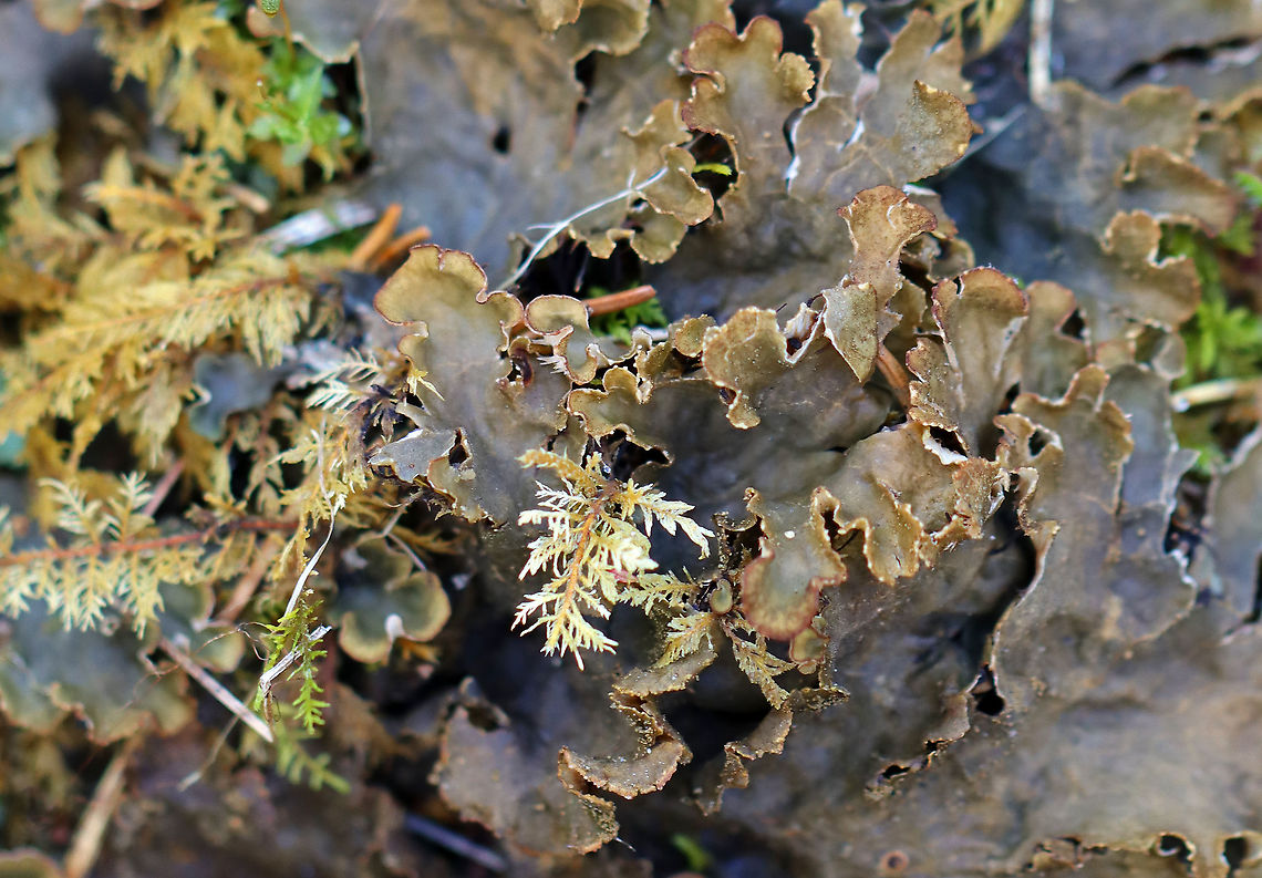Dog Lichen - Peltigera canina Habitat: Growing on mossy, rotting wood in a mixed forest<br />
<figure class="photo"><a href="https://www.jungledragon.com/image/95491/dog_lichen_-_peltigera_canina.html" title="Dog Lichen - Peltigera canina"><img src="https://s3.amazonaws.com/media.jungledragon.com/images/3232/95491_thumb.jpg?AWSAccessKeyId=05GMT0V3GWVNE7GGM1R2&Expires=1759968010&Signature=Is7Su0p00J2TDj4M60Rqo2RBnQA%3D" width="200" height="156" alt="Dog Lichen - Peltigera canina Habitat: Growing on mossy, rotting wood in a mixed forest<br />
https://www.jungledragon.com/image/95489/dog_lichen_-_peltigera_canina.html Dog lichen,Geotagged,Peltigera canina,United States,Winter" /></a></figure> Dog lichen,Geotagged,Peltigera,Peltigera canina,United States,Winter,lichen