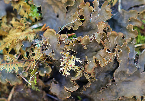 Dog Lichen - Peltigera canina Habitat: Growing on mossy, rotting wood in a mixed forest
https://www.jungledragon.com/image/95491/dog_lichen_-_peltigera_canina.html Dog lichen,Geotagged,Peltigera,Peltigera canina,United States,Winter,lichen