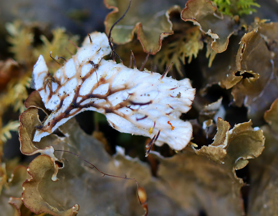 Dog Lichen - Peltigera canina Habitat: Growing on mossy, rotting wood in a mixed forest<br />
<figure class="photo"><a href="https://www.jungledragon.com/image/95489/dog_lichen_-_peltigera_canina.html" title="Dog Lichen - Peltigera canina"><img src="https://s3.amazonaws.com/media.jungledragon.com/images/3232/95489_thumb.jpg?AWSAccessKeyId=05GMT0V3GWVNE7GGM1R2&Expires=1767225610&Signature=6Y97tp9nh6co00gGx7CL4YpsUIM%3D" width="200" height="140" alt="Dog Lichen - Peltigera canina Habitat: Growing on mossy, rotting wood in a mixed forest<br />
https://www.jungledragon.com/image/95491/dog_lichen_-_peltigera_canina.html Dog lichen,Geotagged,Peltigera,Peltigera canina,United States,Winter,lichen" /></a></figure> Dog lichen,Geotagged,Peltigera canina,United States,Winter