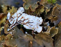 Dog Lichen - Peltigera canina Habitat: Growing on mossy, rotting wood in a mixed forest<br />
https://www.jungledragon.com/image/95489/dog_lichen_-_peltigera_canina.html Dog lichen,Geotagged,Peltigera canina,United States,Winter