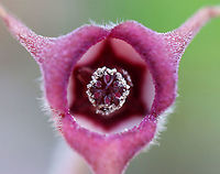Wild Ginger - Asarum canadense The plants are softly pubescent (aka, very hairy), especially the leaf petiole and flower. The flowers are located at the base of the plant - lying adjacent to the ground.<br />
<br />
The flowers attract small, pollinating flies that emerge from the ground during early spring looking for a thawing carcass to munch on. It's position on the ground allows it to be readily found by the emerging flies. The color of the flowers are similar to that of decomposing flesh. So, the flies enter the flowers and feast upon the pollen. Some of the pollen attaches to their bodies and is taken with them when they visit the next wild ginger flower.<br />
<br />
Habitat: Forested wetland<br />
https://www.jungledragon.com/image/95494/wild_ginger_-_asarum_canadense.html<br />
https://www.jungledragon.com/image/95493/wild_ginger_-_asarum_canadense.html Asarum canadense,Canada wild ginger,Geotagged,United States,Winter,wild ginger