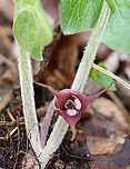 Wild Ginger - Asarum canadense The plants are softly pubescent (aka, very hairy), especially the leaf petiole and flower. The flowers are located at the base of the plant - lying adjacent to the ground.<br />
<br />
The flowers attract small, pollinating flies that emerge from the ground during early spring looking for a thawing carcass to munch on. It's position on the ground allows it to be readily found by the emerging flies. The color of the flowers are similar to that of decomposing flesh. So, the flies enter the flowers and feast upon the pollen. Some of the pollen attaches to their bodies and is taken with them when they visit the next wild ginger flower.<br />
<br />
Habitat: Forested wetland<br />
https://www.jungledragon.com/image/95492/wild_ginger_-_asarum_canadense.html<br />
https://www.jungledragon.com/image/95494/wild_ginger_-_asarum_canadense.html Asarum canadense,Canada wild ginger,Geotagged,United States,Winter