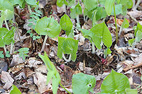 Wild Ginger - Asarum canadense The plants are softly pubescent (aka, very hairy), especially the leaf petiole and flower. The flowers are located at the base of the plant - lying adjacent to the ground.<br />
<br />
The flowers attract small, pollinating flies that emerge from the ground during early spring looking for a thawing carcass to munch on. It's position on the ground allows it to be readily found by the emerging flies. The color of the flowers are similar to that of decomposing flesh. So, the flies enter the flowers and feast upon the pollen. Some of the pollen attaches to their bodies and is taken with them when they visit the next wild ginger flower.<br />
<br />
Habitat: Forested wetland<br />
https://www.jungledragon.com/image/95492/wild_ginger_-_asarum_canadense.html<br />
https://www.jungledragon.com/image/95493/wild_ginger_-_asarum_canadense.html Asarum canadense,Canada wild ginger,Geotagged,United States,Winter