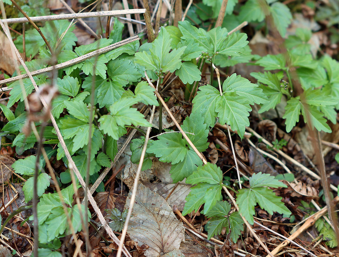 Two-leaved Toothwort - Cardamine diphylla Habitat: Rocky, mixed forest Cardamine,Cardamine diphylla,Geotagged,Two-leaved Toothwort,United States,Winter
