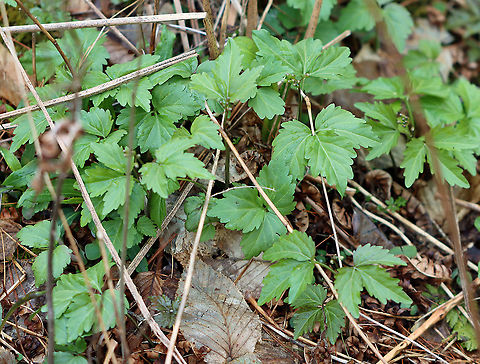 Two-leaved Toothwort - Cardamine diphylla Habitat: Rocky, mixed forest Cardamine,Cardamine diphylla,Geotagged,Two-leaved Toothwort,United States,Winter