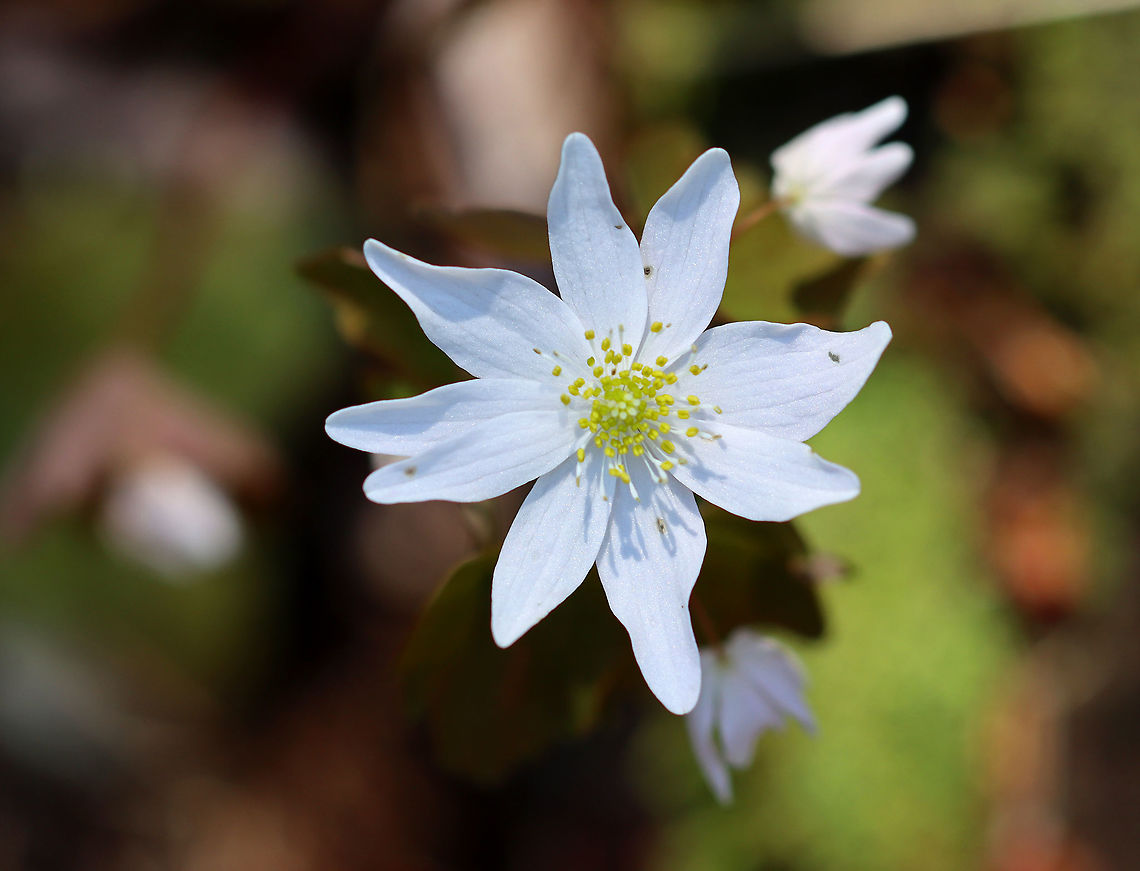 Rue Anemone (Thalictrum thalictroides) Habitat: Growing streamside in a mixed, rocky forest. Geotagged,Rue Anemone,Thalictrum,Thalictrum thalictroides,United States,Winter