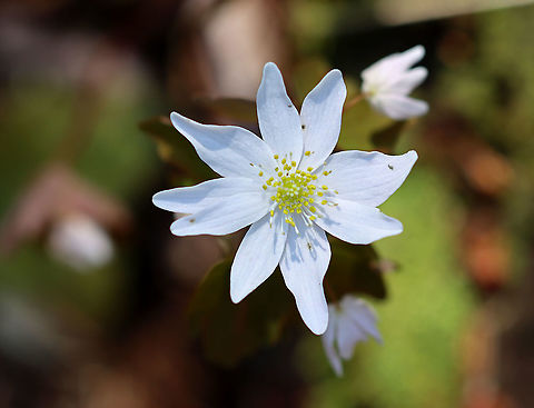 Rue Anemone (Thalictrum thalictroides) Habitat: Growing streamside in a mixed, rocky forest. Geotagged,Rue Anemone,Thalictrum,Thalictrum thalictroides,United States,Winter