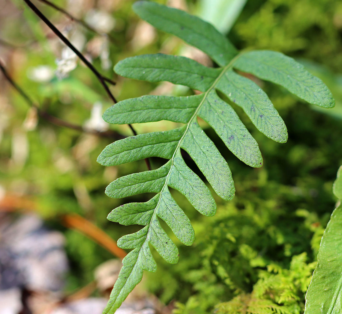 Appalachian Polypody - Polypodium appalachianum ID determinations: The stems of this fern taste acrid. Also, it differs from Polypodium virginianum in that the leaf blades of P. appalachianum are relatively triangular, while P. virginianum is more oblong.<br />
<br />
Habitat: Rocky forest slope Appalachian Polypody,Appalachian rockcap fern,Geotagged,Polypodium,Polypodium appalachianum,United States,Winter,fern