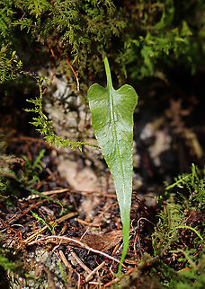 Walking Fern - Asplenium rhizophyllum Elongated leaves that tapered to a point and had a midrib. Underside had sporangia.

Habitat: Growing in moss in a rocky, mixed forest
https://www.jungledragon.com/image/95535/walking_fern_-_asplenium_rhizophyllum.html Asplenium,Asplenium rhizophyllum,Geotagged,United States,Winter,fern