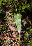 Walking Fern - Asplenium rhizophyllum Elongated leaves that tapered to a point and had a midrib. Underside had sporangia.<br />
<br />
Habitat: Growing in moss in a rocky, mixed forest<br />
https://www.jungledragon.com/image/95535/walking_fern_-_asplenium_rhizophyllum.html Asplenium,Asplenium rhizophyllum,Geotagged,United States,Winter,fern