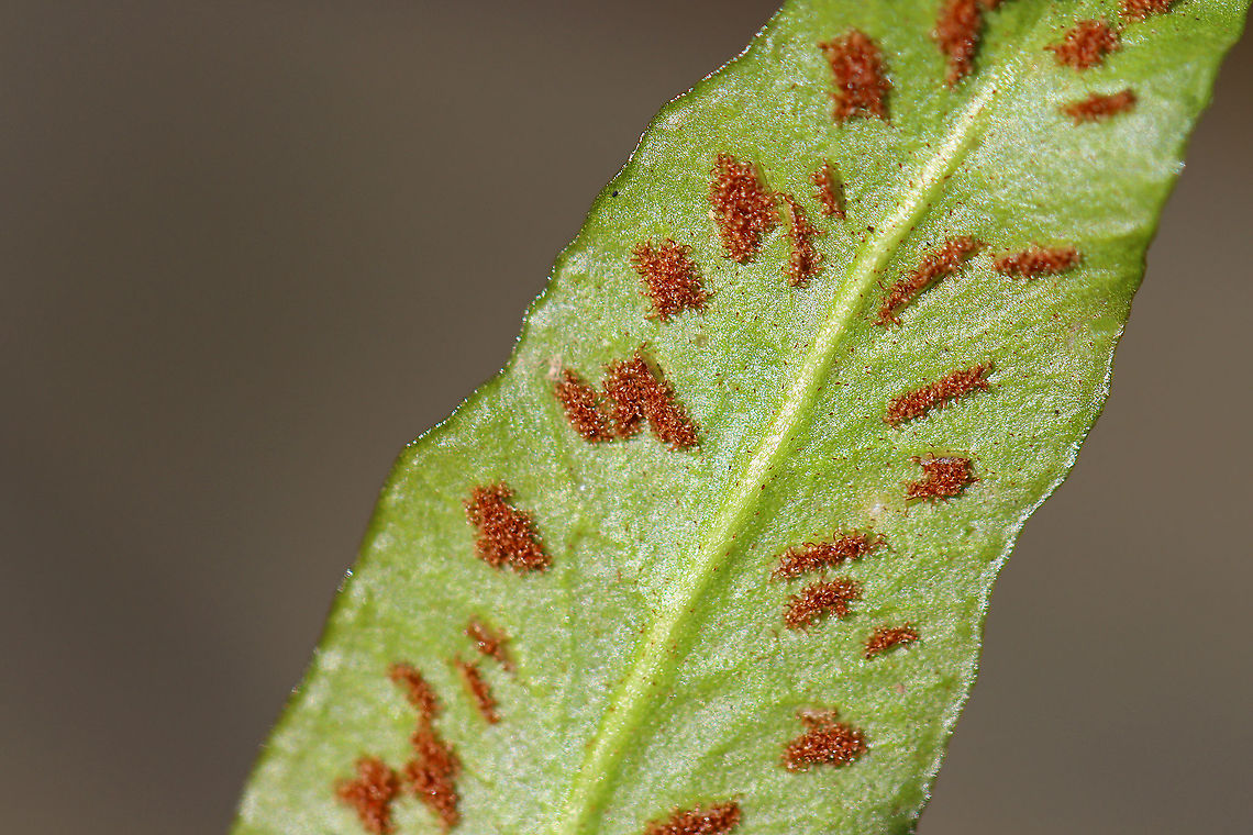 Walking Fern - Asplenium rhizophyllum Elongated leaves that tapered to a point and had a midrib. Underside had sporangia.<br />
<br />
Habitat: Growing in moss in a rocky, mixed forest<br />
<figure class="photo"><a href="https://www.jungledragon.com/image/95534/walking_fern_-_asplenium_rhizophyllum.html" title="Walking Fern - Asplenium rhizophyllum"><img src="https://s3.amazonaws.com/media.jungledragon.com/images/3232/95534_thumb.jpg?AWSAccessKeyId=05GMT0V3GWVNE7GGM1R2&Expires=1759968010&Signature=AHTr%2BJAEY6A1Rf1BK5YHaHkuPoM%3D" width="108" height="152" alt="Walking Fern - Asplenium rhizophyllum Elongated leaves that tapered to a point and had a midrib. Underside had sporangia.<br />
<br />
Habitat: Growing in moss in a rocky, mixed forest<br />
https://www.jungledragon.com/image/95535/walking_fern_-_asplenium_rhizophyllum.html Asplenium,Asplenium rhizophyllum,Geotagged,United States,Winter,fern" /></a></figure> Asplenium rhizophyllum,Geotagged,United States,Winter