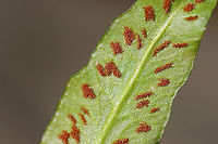 Walking Fern - Asplenium rhizophyllum Elongated leaves that tapered to a point and had a midrib. Underside had sporangia.<br />
<br />
Habitat: Growing in moss in a rocky, mixed forest<br />
https://www.jungledragon.com/image/95534/walking_fern_-_asplenium_rhizophyllum.html Asplenium rhizophyllum,Geotagged,United States,Winter