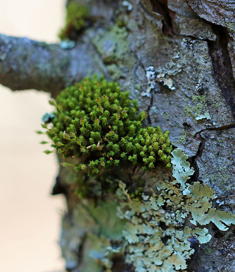 Crisped Pincushion - Ulota crispa Habitat: Hardwood tree in a mixed, rocky forest Geotagged,Ulota,Ulota crispa,United States,Winter,moss