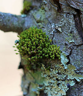 Crisped Pincushion - Ulota crispa Habitat: Hardwood tree in a mixed, rocky forest Geotagged,Ulota,Ulota crispa,United States,Winter,moss