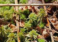 Magellanic Bogmoss - Sphagnum magellanicum Habitat: Bog<br />
https://www.jungledragon.com/image/95538/magellanic_bogmoss_-_sphagnum_magellanicum.html Geotagged,Magellan's peatmoss,Magellan's sphagnum,Magellanic bogmoss,Sphagnum,Sphagnum magellanicum,United States,Winter,midway peat moss,moss,peatmoss