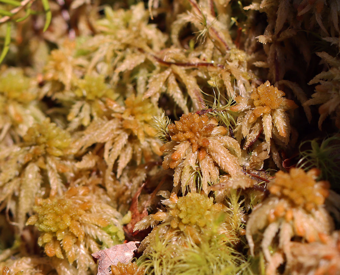 Magellanic Bogmoss - Sphagnum magellanicum Habitat: Bog<br />
<figure class="photo"><a href="https://www.jungledragon.com/image/95537/magellanic_bogmoss_-_sphagnum_magellanicum.html" title="Magellanic Bogmoss - Sphagnum magellanicum"><img src="https://s3.amazonaws.com/media.jungledragon.com/images/3232/95537_thumb.jpg?AWSAccessKeyId=05GMT0V3GWVNE7GGM1R2&Expires=1769040010&Signature=jelFWBfrV4vl3PAe%2FVKQHVCqlGQ%3D" width="200" height="144" alt="Magellanic Bogmoss - Sphagnum magellanicum Habitat: Bog<br />
https://www.jungledragon.com/image/95538/magellanic_bogmoss_-_sphagnum_magellanicum.html Geotagged,Magellan's peatmoss,Magellan's sphagnum,Magellanic bogmoss,Sphagnum,Sphagnum magellanicum,United States,Winter,midway peat moss,moss,peatmoss" /></a></figure> Geotagged,Magellanic Bogmoss,Sphagnum magellanicum,United States,Winter