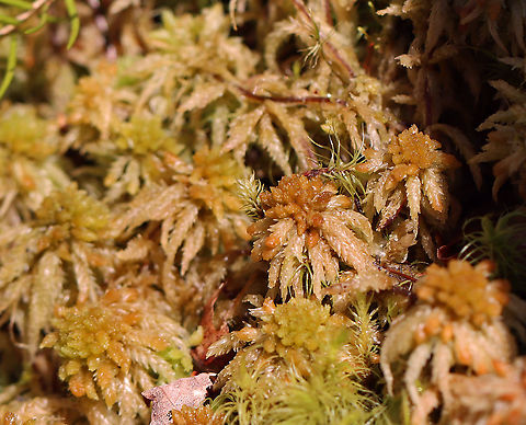 Magellanic Bogmoss - Sphagnum magellanicum Habitat: Bog
https://www.jungledragon.com/image/95537/magellanic_bogmoss_-_sphagnum_magellanicum.html Geotagged,Magellanic Bogmoss,Sphagnum magellanicum,United States,Winter