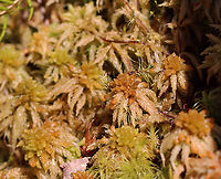 Magellanic Bogmoss - Sphagnum magellanicum Habitat: Bog<br />
https://www.jungledragon.com/image/95537/magellanic_bogmoss_-_sphagnum_magellanicum.html Geotagged,Magellanic Bogmoss,Sphagnum magellanicum,United States,Winter