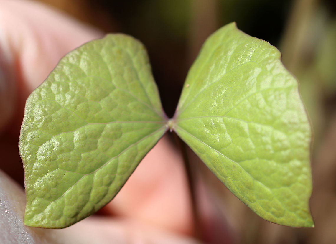 Twinleaf - Jeffersonia diphylla Habitat: Rocky, mixed forest Geotagged,Jeffersonia,Jeffersonia diphylla,Twinleaf,United States,Winter