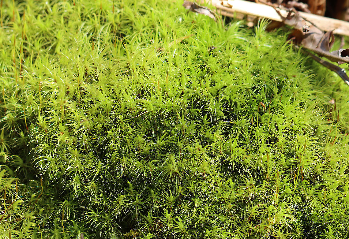 Broom Forkmoss - Dicranum scoparium Habitat: Mixed wetland/rocky forest Broom forkmoss,Dicranum,Dicranum scoparium,Geotagged,United States,Winter,moss