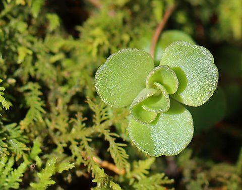 Woodland Stonecrop - Sedum ternatum Woodland Stonecrop has beautiful white flowers, which bloom April to May, but I have never seen these in bloom even though I check them multiple times during spring.

Habitat: Mixed wetland Geotagged,Sedum,Sedum ternatum,United States,Winter,Woodland stonecrop,stonecrop