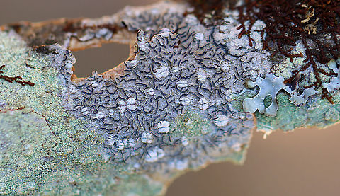 Script Lichen - Graphis scripta Habitat: Hardwood tree; mixed forest Geotagged,Graphis,Graphis scripta,United States,Winter,lichen,script lichen