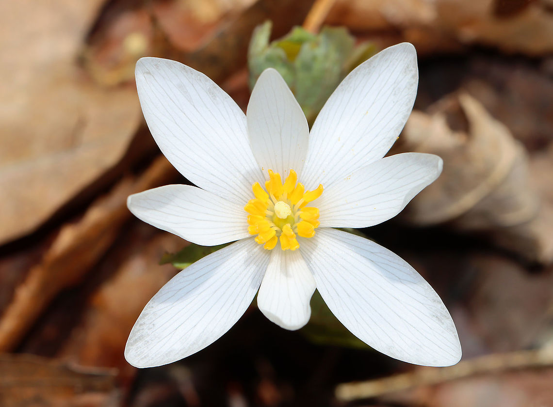 Bloodroot - Sanguinaria canadensis A fragile spring flower that opens in full sunlight and then closes at night. The blood-red root was traditionally used as a dye in addition to many medicinal uses. But, it has toxic properties and is not recommended to be ingested.<br />
<br />
Habitat: Rocky, mixed forest Bloodroot,Geotagged,Sanguinaria,Sanguinaria canadensis,United States,Winter