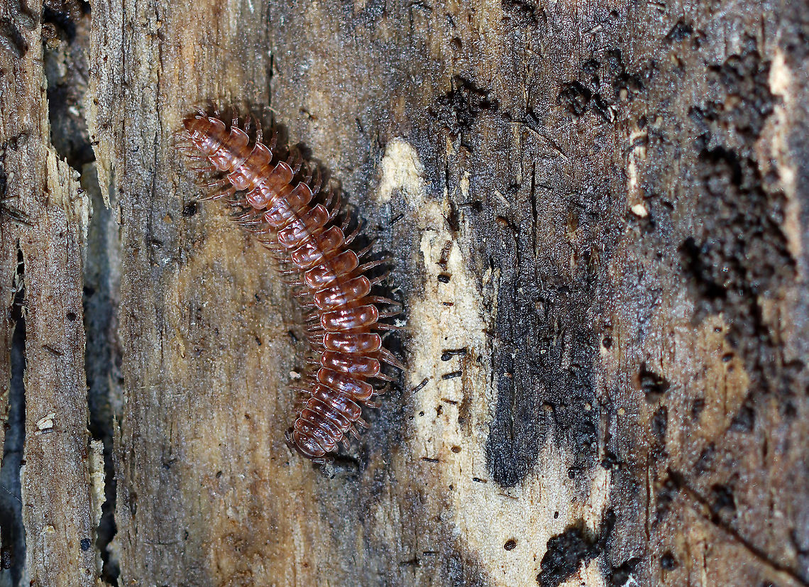 Flat-backed Millipede - Pseudopolydesmus serratus Habitat: Under a rotting log; mixed forest Flat-backed Millipede,Geotagged,Pseudopolydesmus,Pseudopolydesmus serratus,United States,Winter,millipede