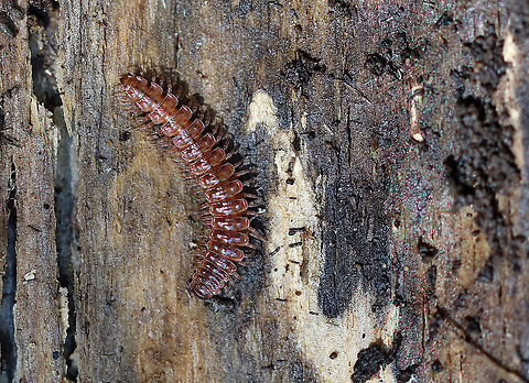 Flat-backed Millipede - Pseudopolydesmus serratus Habitat: Under a rotting log; mixed forest Flat-backed Millipede,Geotagged,Pseudopolydesmus,Pseudopolydesmus serratus,United States,Winter,millipede