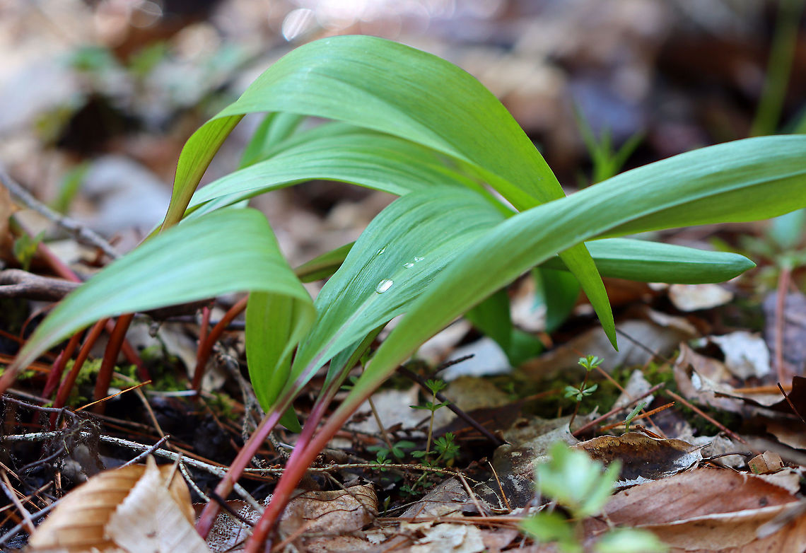 Common Ramps - Allium tricoccum Ramps are a highly-prized wild edible that have a funky garlic flavor. They have broad, smooth-edged green leaves that are 10-30 cm long and have parallel veins. Two-three leaves will grow from each white bulb on stalks that are tinged with reddish purple. The bulb has white, stringy roots coming out of it. White flowers emerge on an unbranched, smooth stalk that emerges from the center of the bulb. Eventually, the flowers will produce black seeds.<br />
<br />
Habitat: Growing throughout a mixed, moist forest<br />
<br />
Ramps are species of special concern in numerous states, and there are regulations on collecting. When foraging is allowed, it is advisable to never collect more than 10% of a patch. Furthermore, taking the entire plant is a really bad idea because ramps are very slow reproducers as they mostly spread through perennial bulb division. You should always strive to leave the bulbs intact, and only collect one leaf per plant. Allium,Allium tricoccum,Geotagged,United States,Winter,ramps
