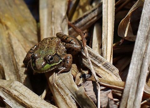 Green Frog - Lithobates clamitans Habitat: Pond edge Geotagged,Green frog,Lithobates,Lithobates clamitans,United States,Winter,frog