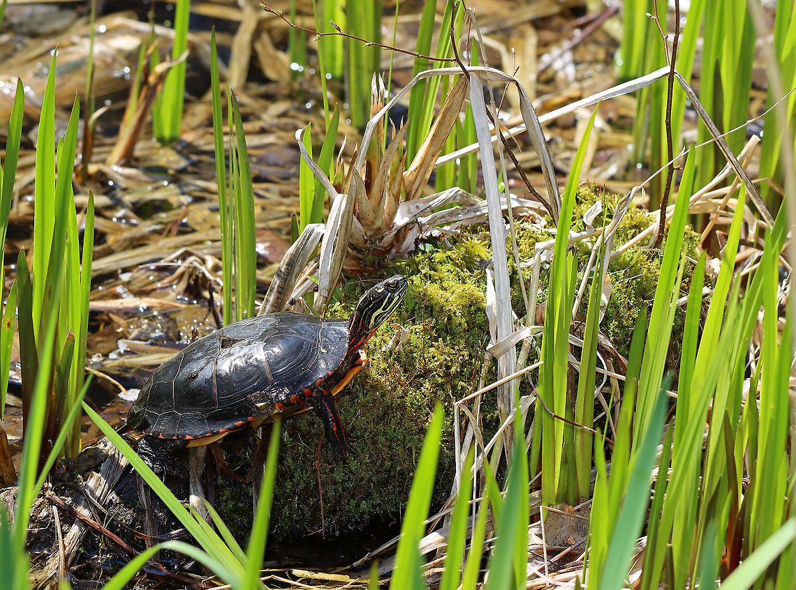 Painted Turtle  - Chrysemys picta Habitat: Woodland pond<br />
<figure class="photo"><a href="https://www.jungledragon.com/image/95589/painted_turtle_-_chrysemys_picta.html" title="Painted Turtle - Chrysemys picta"><img src="https://s3.amazonaws.com/media.jungledragon.com/images/3232/95589_thumb.jpg?AWSAccessKeyId=05GMT0V3GWVNE7GGM1R2&Expires=1769040010&Signature=Te8LOz0yXv5Og6Js3z5d3KOklzE%3D" width="118" height="152" alt="Painted Turtle - Chrysemys picta Habitat: Woodland pond<br />
https://www.jungledragon.com/image/95588/painted_turtle_-_chrysemys_picta.html Chrysemys picta,Geotagged,Painted turtle,United States,Winter" /></a></figure> Chrysemys,Chrysemys picta,Geotagged,Painted turtle,United States,Winter,turtle