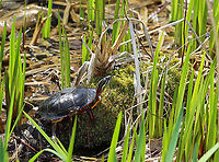 Painted Turtle  - Chrysemys picta Habitat: Woodland pond<br />
https://www.jungledragon.com/image/95589/painted_turtle_-_chrysemys_picta.html Chrysemys,Chrysemys picta,Geotagged,Painted turtle,United States,Winter,turtle