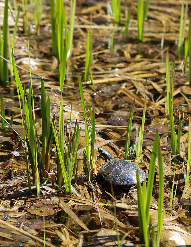 Painted Turtle - Chrysemys picta Habitat: Woodland pond<br />
<figure class="photo"><a href="https://www.jungledragon.com/image/95588/painted_turtle_-_chrysemys_picta.html" title="Painted Turtle  - Chrysemys picta"><img src="https://s3.amazonaws.com/media.jungledragon.com/images/3232/95588_thumb.jpg?AWSAccessKeyId=05GMT0V3GWVNE7GGM1R2&Expires=1759968010&Signature=AFypqKrF0a9KkPT6ZfSfSe8CUcg%3D" width="200" height="150" alt="Painted Turtle  - Chrysemys picta Habitat: Woodland pond<br />
https://www.jungledragon.com/image/95589/painted_turtle_-_chrysemys_picta.html Chrysemys,Chrysemys picta,Geotagged,Painted turtle,United States,Winter,turtle" /></a></figure> Chrysemys picta,Geotagged,Painted turtle,United States,Winter