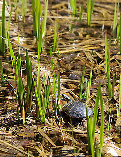 Painted Turtle - Chrysemys picta Habitat: Woodland pond
https://www.jungledragon.com/image/95588/painted_turtle_-_chrysemys_picta.html Chrysemys picta,Geotagged,Painted turtle,United States,Winter
