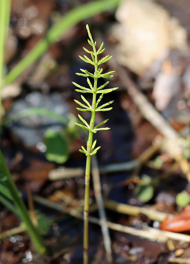 Common Horsetail - Equisetum arvense I&#039;m not 100% sure of the species ID.<br />
<br />
Habitat: Wetland Equisetum,Equisetum arvense,Field horsetail,Geotagged,United States,Winter,horsetail