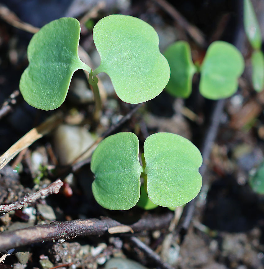 Orange Jewelweed - Impatiens capensis This surprised me. I saw tons of these tiny plants growing in the woods and in shallow streams, but had no idea that they were "baby" jewelweed plants.<br />
<br />
Habitat: Wetland Geotagged,Impatiens,Impatiens capensis,Orange Jewelweed,United States,Winter,jewelweed