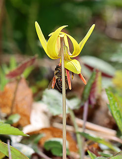 Trout Lily - Erythronium americanum The bees were super busy pollinating the trout lilies.

Habitat: Mixed forest Erythronium,Erythronium americanum,Geotagged,United States,Winter,Yellow trout lily,trout lily