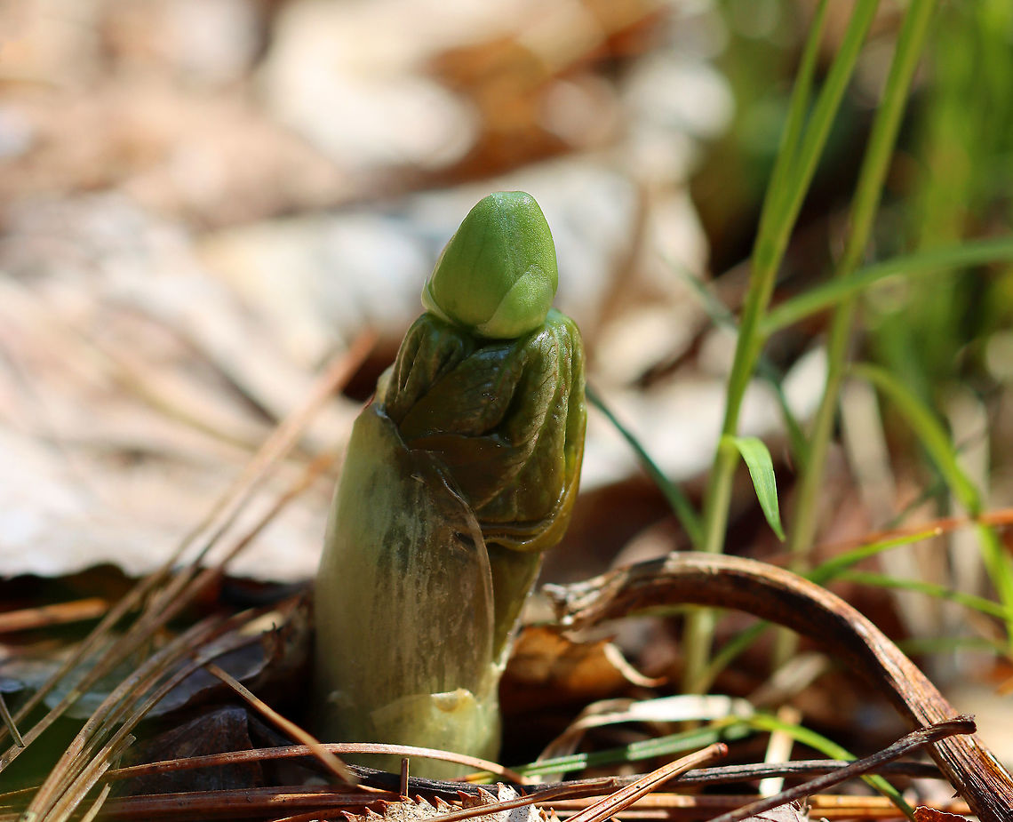 Mayapple - Podophyllum peltatum The common name refers to the May blooming of its apple-like flower. The leaves, roots, and seeds can be poisonous if ingested. However, roots were once used as a strong purgative by Native Americans. The fruit is edible and is used in jelly, juice, or eaten fresh. The fruit is egg-shaped and ripens July-August.<br />
<br />
Habitat: Mixed forest Geotagged,Mayapple,Podophyllum,Podophyllum peltatum,United States,Winter,may apple,wild mandrake