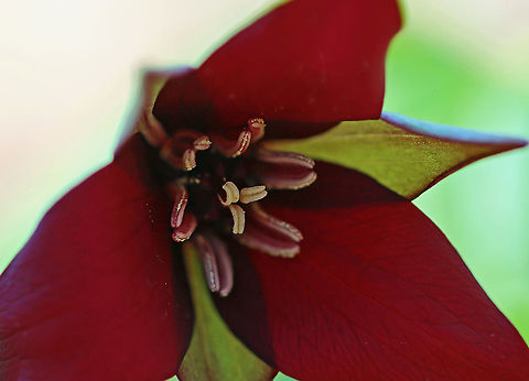 Red Trillium - Trillium erectum Habitat: Mixed forest Geotagged,Red trillium,Stinking Benjamin,Trillium,Trillium erectum,United States,Wake-robin,Winter