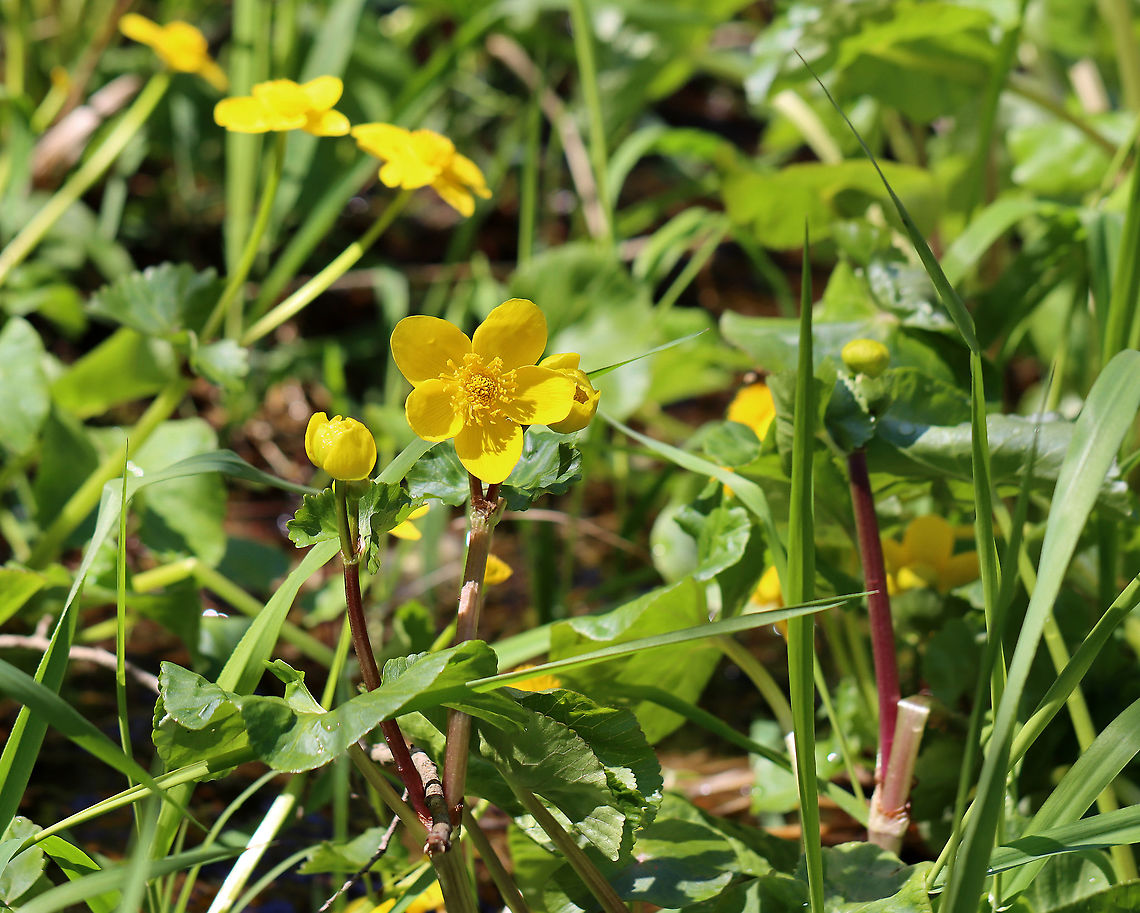 Marsh Marigold - Caltha palustris Habitat: Wetland Caltha,Caltha palustris,Geotagged,United States,Winter,kingcup,marsh marigold