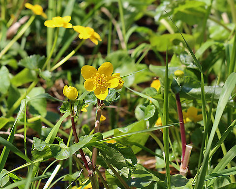 Marsh Marigold - Caltha palustris Habitat: Wetland Caltha,Caltha palustris,Geotagged,United States,Winter,kingcup,marsh marigold