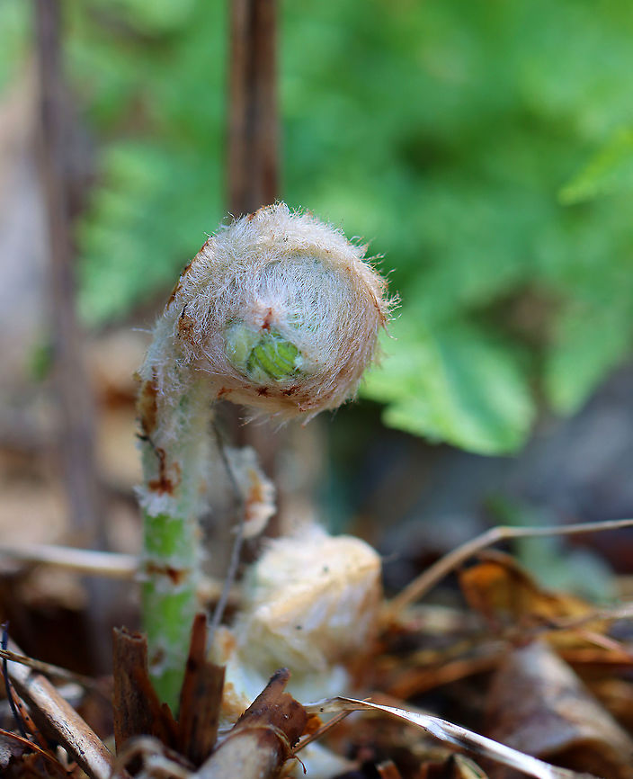 Cinnamon Fern - Osmundastrum cinnamomeum Fuzzy wuzzy was a fiddlehead...<br />
<br />
Habitat: Mixed forest Cinnamon Fern,Geotagged,Osmundastrum,Osmundastrum cinnamomeum,United States,Winter,fern
