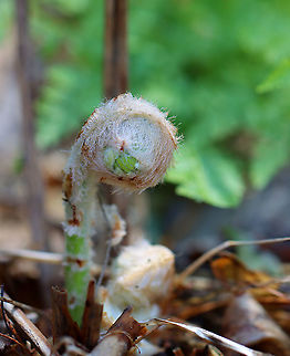 Cinnamon Fern - Osmundastrum cinnamomeum Fuzzy wuzzy was a fiddlehead...

Habitat: Mixed forest Cinnamon Fern,Geotagged,Osmundastrum,Osmundastrum cinnamomeum,United States,Winter,fern