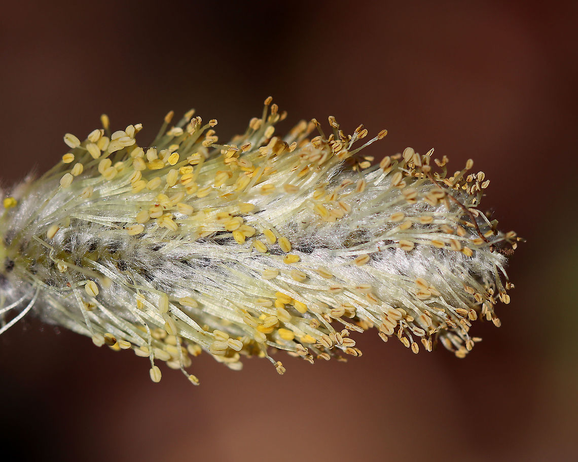 Willow Catkin - Salix sp.? I think this is a willow catkin.<br />
<br />
Habitat: There were dozens of them on the ground in a mixed forest. Geotagged,Salix,United States,Winter,catkin,willow