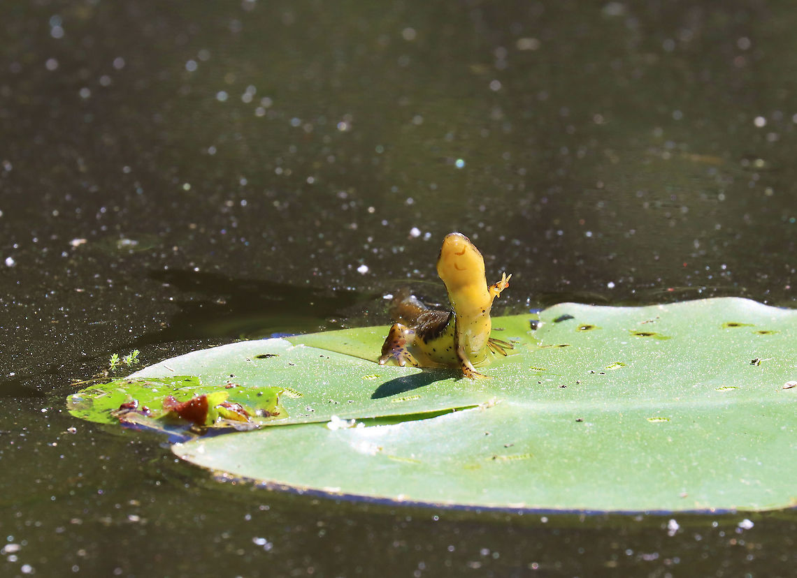 Eastern Newt (Adult) - Notophthalmus viridescens This salamander was resting on a lily pad - a behavior I&#039;ve never seen before. In this photo, it had it&#039;s left arm up in the air, which made it look extra cute.  <br />
<br />
Habitat: Woodland pond that was covered in pollen<br />
<figure class="photo"><a href="https://www.jungledragon.com/image/95653/eastern_newt_adult_-_notophthalmus_viridescens.html" title="Eastern Newt (Adult) - Notophthalmus viridescens"><img src="https://s3.amazonaws.com/media.jungledragon.com/images/3232/95653_thumb.jpg?AWSAccessKeyId=05GMT0V3GWVNE7GGM1R2&Expires=1759968010&Signature=QmqfdguimVeB1Z0pl3H7jBD0V7o%3D" width="200" height="130" alt="Eastern Newt (Adult) - Notophthalmus viridescens This salamander was resting on a lily pad - a behavior I&#039;ve never seen before. In this photo, it had it&#039;s left arm up in the air, which made it look extra cute.<br />
<br />
Habitat: Woodland pond that was covered in pollen<br />
https://www.jungledragon.com/image/95652/eastern_newt_adult_-_notophthalmus_viridescens.html Eastern newt,Geotagged,Notophthalmus viridescens,Spring,United States,salamander" /></a></figure> Eastern newt,Geotagged,Notophthalmus viridescens,Spring,United States