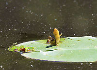 Eastern Newt (Adult) - Notophthalmus viridescens This salamander was resting on a lily pad - a behavior I've never seen before. In this photo, it had it's left arm up in the air, which made it look extra cute. <br />
<br />
Habitat: Woodland pond that was covered in pollen<br />
https://www.jungledragon.com/image/95653/eastern_newt_adult_-_notophthalmus_viridescens.html Eastern newt,Geotagged,Notophthalmus viridescens,Spring,United States